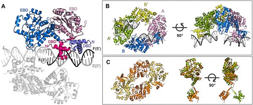 Crystal structure of DeoR–OL18: the asymmetric unit and the biological unit. (A) The asymmetric unit contains two equivalent DeoR dimers bound to OL18. One copy of this complex is described using labels and colors, and the other is in grey. The labels stand for: EBD – effector-binding domain, DBD – DNA-binding domain, C – protein C-terminus, N – protein N-terminus, E (5′/3′) and F (5′/3′) – DNA strands with indicated ends. (B) The tetrameric assembly consists of two symmetry-related asymmetric units. The protein monomers of the symmetry-related dimer (A′ and B′) are colored green and yellow, respectively. (C) On the left, the structure of a homologous tetrameric assembly of apo-LsrR from E. coli (PDB entry 4GO1 (20)) is shown; on the right, the superposition of monomers of DeoR and LsrR.