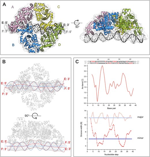 DNA binding to CggR in the cryo-EM structure. (A) Model of the CggR–OLR biological unit fitted to a cryo-EM map. (B) Visualizations of the helical axis of the OLR DNA bound to CggR, calculated with the software Curve+. The blue lines represent the course of an ideal B-DNA molecule, and the red lines represent that of the OLR DNA in the cryo-EM structure. The thin black lines depict the vectors defining the major and minor groove widths in the OLR DNA. (C) Plots of the angular course of DNA axis bending (Ax-bend, at the top) and groove widths (at the bottom) as calculated using Curve+ software. The major and minor groove widths of ideal B-form DNA are drawn as blue lines. Both plots are aligned with the OLR operator sequence. Nucleotides contacted by the protein are highlighted in red. The first and last two base pairs are not in bold because they were not modeled into the cryo-EM map.