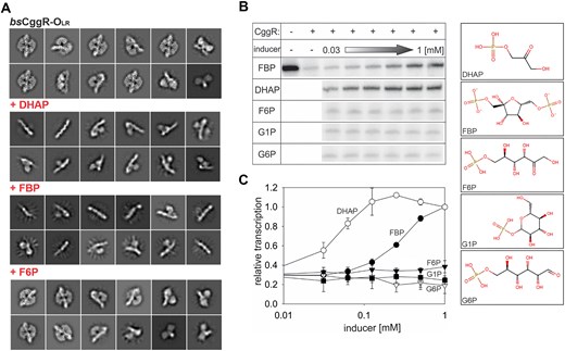 Identification of true effectors of CggR. (A) cryo-EM analysis of the CggR–OLR complex in the presence of selected glycolysis metabolites. Representative 2D particle classes of CggR–OLR alone and in the presence of the known or potential effectors FBP, DHAP or F6P. While CggR with no added carbohydrate and upon addition of F6P remains intact, the presence of FBP and DHAP clearly show the disintegration of the particle. (B, C) In vitro transcription assay. Multiple-round in vitro transcription from the PCggR promoter was carried out in the presence of CggR with increasing concentrations of FBP, DHAP, F6P, G1P or G6P. (B) Examples of primary data – radioactively labeled transcripts resolved on a polyacrylamide gel visualized by phosphorimaging. The concentration range of the inducers tested spanned from 1 mM down to 0.03 mM in two-fold dilutions steps. (C) Quantification of the in vitro transcription experiments: DHAP – empty circles; FBP – filled circles; F6P – filled triangles; G1P – empty triangles; G6P – filled squares. The data points are averages of at least three biological replicates and the error bars represent the range of standard deviations (±SD). Transcription at 1 mM DHAP was set as 1. The basal level of relative transcription (in the presence of CggR and the absence of any metabolite) was ∼0.3 (not shown).