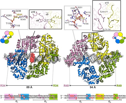 Comparison of full-length DNA complexes of DeoR (left) and CggR (right). The most crucial conformational differences upon the effectors binding are highlighted in the thick-outlined zoom-in boxes. The superpositions of effector-binding sites are shown in the thin-outlined zoom-in boxes. The residues of the DNA-bound (non-liganded) and effector-bound forms are shown as pink and white sticks, respectively. The effector molecules, dR5P and FBP for DeoR and CggR, respectively, are shown as balls and sticks with carbon atoms in pale orange. The distances between the most distant DNA-binding residues are indicated. At the bottom, the sequences of DNA operators are presented with highlighted palindromic and direct-repeat regions in rectangles of the same color code as the corresponding contacting DBDs. Protein-interacting nucleobases and phosphates are depicted in red rectangles and labeled with asterisks, respectively. In the case of DeoR, the proposed interaction pattern in OR is shown in pink.