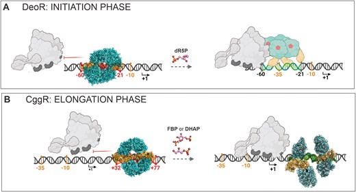A schematic representation of the mechanism of action of SorC-family transcriptional repressors. (A) The here-presented DeoR-DNA model, which remains in the tetrameric form upon dR5P binding. The binding is probably not cooperative but the exact behavior and equilibria in the solution remain to be elucidated. (B) An expansion of the previously reported mechanism of CggR (16). We present here the exact architecture of the CggR–DNA complex and show DHAP to be the second effector molecule. The DBD is shown in shades of orange, the EBD in shades of teal and effector molecules in pink. The different color shades of the bound and unbound protein states indicate the conformational change. The DNA operator region is displayed in red and green in its repressed and de-repressed state, respectively. The numbers indicate the positions of the operator (in red) with respect to the transcription start point (in black; the arrows point in the direction of transcription) and the promoter elements −35 and −10 (in orange). The RNAP holoenzyme is shown in gray. The de-repressed state of DeoR is shown schematically without using the structure model because its behavior upon effector binding is not thoroughly known. The scheme was created using the BioRender.com tool.