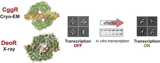 Graphical Abstract