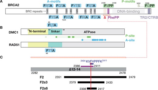Definition of recombinase-binding motifs. The figure depicts schematically the motifs and domains of (A) BRCA2, and (B) the recombinases DMC1 and RAD51. We refer to the conserved FxPP (green) and FxxA (blue) motifs as P- and A-motifs, and regions on the recombinases binding to P- and A-motifs (dots: residues defining the sites) as P- and A-sites, as detailed in the results section. Residue numbers indicated for the domain boundaries and key amino acid positions relate to human proteins. Region deleted in the Brca2Δ12–14 mouse (Δ) is indicated by a red bracket in panel A; it contains the two HSF2BP-binding sites (light pink) (68,69) and the DMC1-binding PhePP domain (violet). (C) Scheme of the BRCA2 fragments used in this study. The region deleted in the Brca2Δ12–14 mouse (grey bar) and the fragments defined by Thorslund et al.(14) experimentally (’PhePP domain’, violet bar) and from consensus (‘PhePP motif’, dark blue) are shown at the top. The recombinant and synthetic peptides we used are shown in black. The vertical red bar marks the position of F2406. To avoid coining new terms, we will refer to the BRCA2 region we study, encoded by exon 14 and binding DMC1, as the ‘PhePP domain’, and the set of conserved positions within it as the ‘PhePP motif’, although the region boundaries and position set will be adjusted compared to the original definition by Thorslund et al. (14) based on the new data we present.
