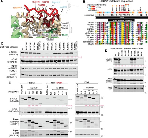 Validation of the DMC1–PhePP binding interface. (A) Crystal structure of the interface between DMC1 and the BRCA2 PhePP (F2s6) peptide, colored as in Figure 2D. In BRCA2, only side chains buried upon binding are displayed, and their label is colored as a function of their contribution to binding, as defined in panels B. In DMC1, buried sidechains are dark-red and labeled, DMC1-F89 forming cation-π interaction with BRCA2-K2413 is green, residues conserved in RAD51 are boxed. (B) Alignment of the central region of human BRCA2 F2s3 (2379–2433) sequence with homologous vertebrate BRCA2 sequences, conservation score and consensus sequence. Conserved positions tested by alanine substitution are displayed above the conservation plot. Circles above indicate the importance of the position for the interaction. (C) GST pull-down between BRCA2-F2s3 substitution variants and purified recombinant DMC1. Replicates are shown in Supplementary Figure S4B. Bound DMC1 band intensities normalized to the wild-type GST-F2s3 lane is shown in pink. (D) GST pull-down of DMC1 variants with GST-F2s3 BRCA2 fragment. A replicate is shown in Supplementary Figure S4C. Bound DMC1 band intensities normalized to the wild-type lane is shown in pink. (E) Interaction between BRCA2–PhePP (fragments F2s3 and F2s6, GST-tagged) and DMC1 (purified or in crude bacterial lysate, with or without his-tag) and its truncation variants, determined by GST pull-downs. A replicate is shown in Supplementary Figure S4D. Bound DMC1 band intensities normalized to the full-length his-DMC1, is shown in pink.
