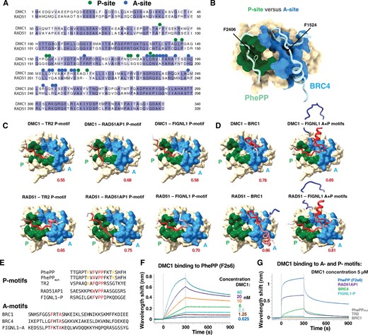 A- and P- recombinase-binding motifs and sites. (A) Alignment of the sequences of human RAD51 and DMC1 recombinases. Green and blue dots correspond to residues buried at >30% upon binding of DMC1 to PhePP (P-site) and RAD51 to BRC4 (A-site), respectively. (B) Representation of the surfaces binding to PhePP (P-site; green) and BRC4 (A-site; blue), as defined in (A), onto the 3D structure of RAD51 bound to BRC4 (PDB 1N0W). To display the PhePP peptide bound to the RAD51 P-site, the crystal structures of DMC1-F2s6 and RAD51-BRC4 were superimposed, and the structure of DMC1 was hidden. (C, D) AlphaFold models of the DMC1 and RAD51 complexes with P- and A-motifs from different proteins (see also Supplementary Figure S5). The ATPase domain surface of the recombinase is displayed, with the P- and A-sites colored in green and blue, respectively. Peptides containing P- or A-motifs are shown as cartoons, colored based on the AlphaFold IDDT score (red - accurate to white - poorly defined). The phenylalanine side chain of the motifs is shown as sticks. (E) Sequences of P- and A-motif peptides. (F) BioLayer Interferometry experiment performed using an immobilized biotinylated PhePP (F2s6) peptide and increasing concentrations of DMC1. The measured apparent Kd is about 1 nM, which is unexpectedly higher than the affinity measured in solution by ITC (Supplementary Figure S2E). (G) BioLayer Interferometry experiments revealing that P- and A-motifs bind with different affinities to DMC1 (see also Supplementary Figures S6A-B). Using a DMC1 concentration of 5 μM, an interaction was detected only in the case of PhePP, RAD51AP1, BRC4 and FIGNL1-P. Apparent affinities for RAD51AP1, BRC4 and FIGNL1 were about 1.6, 4.3 and 16.2 μM, respectively. No binding was detected for PhePPmut, TR2 and BRC1.