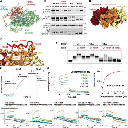 PhePP binds DMC1 oligomers. (A) Superposition of the crystal structure of a dimer of DMC1–PhePP onto the crystal structure of RAD51 ATPase domain bound to BRC4. The two DMC1 protomers are in wheat and green, as in Figure 2C. Only the best resolved PhePP (F2s6) peptide is shown (in red). RAD51 is not displayed and the BRC4 peptide is in blue. In DMC1 green protomer, the side chains of F85 at the interface with the wheat protomer and F89 at the interface with PhePP are shown in sticks. In PhePP, the side chains of two residues important for binding to DMC1, i.e. F2406 and K2413 (interacting with F89), are also represented. In BRC4, only the side chain of F1524, essential for binding RAD51, is displayed. (B) GST pull-down assay with GST-tagged BRCA2 peptides and either wild type DMC1 or its F85A variant (replicated in Supplementary Figure S7A). (C) Docking of three PhePP peptides onto the cryo-EM structure of the DMC1–ssDNA filament (PDB 7C9C). Each peptide was positioned by superimposing the DMC1 filament monomer (either A, B or C) onto the crystal structure of DMC1 (81–339) bound to PhePP, as shown in Supplementary Figure S8. DMC1 (81–339) structures were subsequently hidden. The ssDNA binds on the opposite side of the filament, as compared to PhePP, it is thus not visible in this view. (D) Zoom-in from (C). The side chains of PhePP important for binding to DMC1 are displayed in sticks. The side chains of the DMC1 residues in front of the two lysines are displayed. The same side chains were identified in front of the two lysines in the crystal structure of DMC1–PhePP. (E) EMSA analysis of the filaments formed under Ca-ATP conditions by wild-type or substitution variant (F85A, F89A) DMC1 on a 90 nt ssDNA in the absence or presence of F2s3 or its F2406A variant. (F, G) BLI curves corresponding to the interaction between PhePP (F2s6) or different mutated PhePP peptides F2s6-F2406A, F2s6-K2404E, F2s6-K2413E, F2s6-K2411A-K2413A, F2s6-R2401A-K2404A and ssDNA-DMC1 filaments. On panel F, a schematic representation of the BLI experiment is displayed: the biotinylated ssDNA is coupled to a streptavidin sensor, DMC1 is assembled onto ssDNA, and different concentrations of F2s6 peptides are added. On panel G, the binding curves show that F2s6 binds to the ssDNA-DMC1 filaments with a micromolar affinity (Kd value obtained in the steady-state mode), whereas for its variants, no significant binding was detected in our conditions. A replicate is shown in Supplementary Figure S7D.