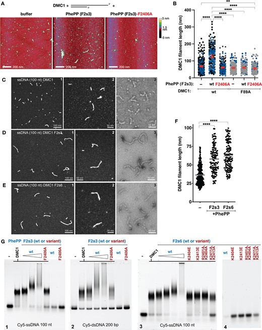 PhePP stabilizes DMC1 filaments. All experiments were performed under Ca-ATP conditions. (A) Representative images of the SFM scans of the complexes formed by DMC1 on a DNA molecule corresponding to resected DSB end, in the presence of the PhePP (F2s3) peptide, its F2406A variant or storage buffer as negative control. (B) Quantification of the wild-type and F89A DMC1 filament lengths in the presence of BRCA2 F2s3 (PhePP wild-type and F2406A variant), as analyzed by SFM. Symbol shapes and colors correspond to independent experiments (n = 2–4). Red lines indicate mean and 95% confidence intervals. Statistically significant differences (p< 0.05) are indicated, as determined by ANOVA with Kruskal–Wallis test. (C–E) TEM statistical analysis of DMC1 filaments. (C1–3) Representative views of DMC1–ssDNA (100 nt) filaments imaged using positive (C1-2) or negative staining (C3). (D1–3) Same as (C) but in presence of 2 μM F2s3. (E1–3) Same as (C) but in presence of 8 μM F2s6. (F) Statistical analysis of the filament lengths. (G) EMSA analysis of DMC1 filaments. Filaments were assembled in the same conditions as for TEM analysis in presence of various concentrations of F2s3 (1, 2 and 4 μM) and F2s3 F2406A mutant (4 μM) on the ssDNA (100 nt) (G1), or on the dsDNA (200 bp) (G2), in presence of various concentrations of F2s6 (2, 4, 8 and 15 μM) and F2s6 variants (8 μM) on the ssDNA (100 nt) (G3). The effect of peptides was also tested in absence of DMC1 on ssDNA (G4).