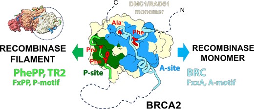 Graphical Abstract