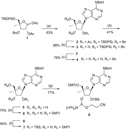 Synthesis of the 4′-C-MeA phosphoramidite. Reagents and conditions: (a) SnCl4, N6-benzoyladenine, CH2Cl2, 0–25°C, 63%; (b) K2CO3, MeOH, 25°C, 88%; (c) 1 M Tetrabutylammonium fluoride/THF, 25°C, 79%; (d) 1M BCl3/CH2Cl2, −78°C, 41%; (e) DMTr-Cl, pyridine, DMAP, 25°C, 70%; (f) t-Bu(Me)2Si-Cl, pyridine, AgNO3, THF, 0–25°C, 64%; (g) 2-cyanoethyl-N,N-diisopropylchlorophosphoramidite, (i-Pr)2NEt, 25°C, 77%.