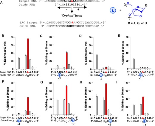 Site-specific LNA modification can reduce or block editing at various off-target sites by ADAR2 on the SRC transcript. (A) Left top: schematic of target:guide strand duplex indicating nomenclature and numbering scheme used in this work; bottom left: Target RNA and guide RNA hybrid construct; red A: adenosine target; grey: bystander sites; bold: fragment studied for the LNA modifications. Right: structure of LNA in blue. (B) Editing yield at 60 min with no LNA modification. Red bars indicate editing for target A; off-target sites are displayed in light grey bars. (C–I) Editing yield at 60 min for different guide oligonucleotides bearing LNA (blue and italics L) at different sites on the guide RNA (−3, −2, −1, −4, +3, +2 and +1, respectively). Reactions for each time point were carried out with a ratio of 5:50 nM of RNA hybrid to ADAR2 WT. Error bars represent the standard deviation of three technical replicates. N: No detected editing.