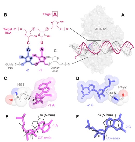 Structure of hADAR2-R2D E488Q bound to the GLI1 32 bp RNA at 2.8 Å resolution (19). (A) View of the structure perpendicular to the dsRNA helical axis, the pink and slate blue region shows the kink in the guide RNA and the widening of the major groove opposite the editing site induced by ADAR2. The warm pink shows the target RNA and the light grey the guide RNA. (B) Schematic of target and guide RNA hybrid for ADAR editing in a 5′-UA-3′ sequence context indicating nomenclature and numbering scheme used in this work. −1 position highlighted in pink and −2 in blue. (C) Space filling model of the −1 nucleotide 4′-C closely approaching the γ and δ carbons of I491 in ADAR’s flipping loop. (D) Space filling model of the −2 nucleotide 4′-C closely approaching P492’s side chain. (E) The −1 A (pink) adopts a C2’-endo sugar pucker with a high anti glycosidic bond angle (χ = −90.6°) compared to an ideal A-form nucleotide (black). (F) The −2 G (slate blue) adopts an RNA canonical C3’-endo sugar pucker (black).