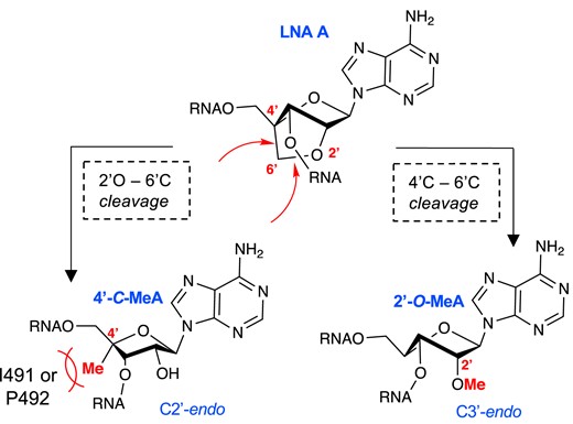 Proposed structures of the possible methyl groups rearranged from the 2′-C-4′-C-oxymethylene linkage cleavage of LNA at the −1 position. LNA is fixed to an RNA C3’-endo sugar pucker conformation. Right: 2′-O-Me A; Left: 4′-C-MeA and proposed steric clash with I491 or P492. 4′-C-Me A expected to adopt a DNA-like C2’-endo sugar pucker conformation.