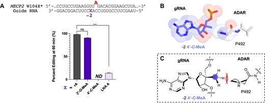 (A) Comparison of different ribose modifications at the −2 nucleotide on editing at the human modified MECP2* mRNA target site plotted as editing percent at 60 min. Left: reactions for each timepoint were carried out with a ratio of 5:15 nM of RNA hybrid to ADAR2 WT. Error bars represent the standard deviation of three technical replicates. A two-tailed Welch's t test was conducted, where *P < 0.05, **P < 0.01, ***P< 0.001 from rA -1 gRNA; ns: no significant difference. ND: no detected editing. (B) Stick and space-filling model overlay of the −2 4′-C-MeA closely approaching the methylene group in Pro 492 of ADAR’s flipping loop (19). (C) Chemical structure of model of Pro 492 and -2 4′-C-MeA in the guide RNA highlighting the location of the predicted steric clash.
