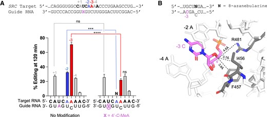 Site-specific 4′-C-MeA localization in the guide RNA affects ADAR editing of target and proximal off-target sites on the SRC transcript. (A) Top: schematic of target:guide strand duplex indicating target (red), 5′ adjacent off-target site (blue) and other bystander sites (grey). Guide RNA with X indicating −2 position relative to the 5′ adjacent off-target site (blue), −3 relative to the target (red) and −4 and + 1 relative to other bystander sites. Bottom: ADAR editing yield at 120 min when X = no modification (left) and when X = 4′-C-methyladenosine. Red bars indicate editing for target A; −2 off-target site editing is displayed in blue bars and remaining bystander sites editing in grey bars. Reactions for each timepoint were carried out with a ratio of 5:50 nM of RNA hybrid to ADAR2 WT. Error bars represent the standard deviation of three technical replicates. N: No detected editing. (B) Structure of hADAR2-R2D E488Q bound to the GLI1 32 bp RNA with 8-azanebularine (N), an ADAR transition state adenosine analog at 2.8 Å resolution; stick model of the -3 nucleotide 4′-C closely approaching the side chains of R481, I456 and F457 in ADAR’s flipping loop (19).