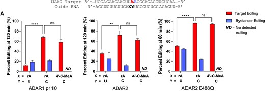 Site-specific inhibition of 3′ adjacent bystander editing of the modified mouse IDUA W392X* site (5′-UAA-3′) employing 4′-C-methyladenosine (4′-C-MeA) modification at the −1 nucleotide with varying orphan bases and ADAR isoforms. (A) Top: 5′-UAA-3′ target RNA from modified IDUA with target adenosine (red) and 3′ flanking bystander edit site (blue). X: −1 sugar modification (rA or 4′-C-MeA), Y: orphan base (rC or rU). Bottom: ADAR1p110, ADAR2 WT and hyperactive mutant ADAR2 E488Q editing at RNA:enzyme ratios of 15:150, 5:15 and 5:15 nM, respectively. Red bars represent % edited of target A and blue bars % editing of bystander site. Error bars represent the standard deviation of three technical replicates. A two-tailed Welch's t test was conducted, where *P < 0.05, **P < 0.01, ***P< 0.001; ns: no significant difference. ND: No detected editing.