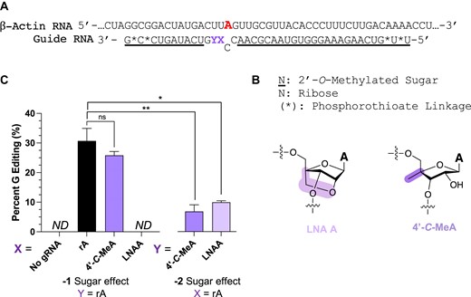 Effect of −1 and −2 adenosine analogs in directed editing guide strands targeting an endogenous target in human cells. (A) Modification pattern for guide oligonucleotides used in cellular editing and sequence of the endogenous 3′-UTR β-actin transcript and editing site (red) where X (−1) and Y (−2) are modified. (B) Structure and denominations of chemical modifications used. (C) Percent editing of endogenous β-actin target site in HEK293T cells with overexpressed hADAR2 and varying sugar modifications at the −1 and −2 position of the guide RNA after 48h. Error bars, SD (n = 3 biological replicates). ND: no detected editing. A two-tailed Welch's t test was conducted, where *P < 0.05, **P < 0.01, ***P< 0.001 from rA -1 gRNA; ns: no significant difference.