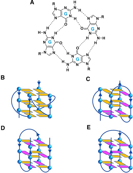 (A) Chemical structure of a G-tetrad showing the Hoogsteen hydrogen bonding between guanine bases, and schematic representation of the different G4 structural conformations investigated in this work: (B) parallel, (C) hybrid, and antiparallel (D) ‘chair’ and (E) ‘basket’ types. The anti and syn guanines are coloured in orange and magenta, respectively. The arrows indicate the direction of the DNA strands from the 5′ to 3′ end.