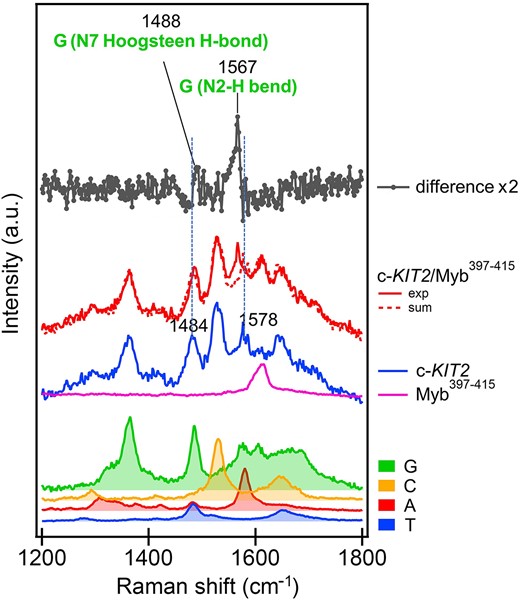UVRR spectra to gain insights into the binding mode of Myb397–415 to c-KIT2 G4. From bottom to top: thymine (blue), adenine (red), cytosine (orange) and guanine (green) (as constituents of a nucleotide) normalized and weighted according to the respective number of nucleotides present in the c-KIT2 sequence; Myb397–415 (magenta); c-KIT2 (blue); c-KIT2/Myb397–415 complex (red); arithmetic sum of c-KIT2 and Myb397–415 spectra (red-dashed); normalized difference between the spectra of the complex and the arithmetic sum (dark grey). Spectra were normalized to the intensity of the c-KIT2 spectrum.