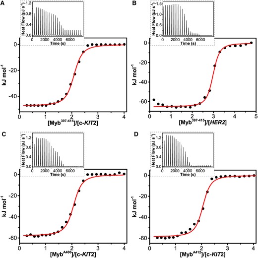 Raw ITC data (insets) and binding isotherms for titration of (A) c-KIT2 and (B) HER2 G4s with Myb397–415 peptide, and of c-KIT2 with (C) MybA400 and (D) MybA412 obtained at 25°C. The black dots represent the experimental data obtained by integrating the raw ITC data and subtracting the heat of peptide dilution into the buffer. The red lines represent the best-fit curve for the binding.