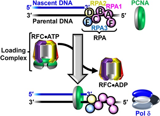 Assembly of pol δ holoenzymes and initiation of DNA synthesis. Nascent DNA (primer) and parental DNA (template) strands are blue and black, respectively. RPA subunits are color-coded and depicted to illustrate the OB-folds (A–E). The ‘front’ and ‘back’ faces of PCNA are green and grey, respectively. A P/T junction is pre-engaged by RPA. RFC utilizes ATP to load PCNA onto a P/T junction such that the 'front face' of the clamp is oriented towards the 3′ terminus of the primer strand. Pol δ then engages the 'front face' of loaded PCNA, forming a holoenzyme and initiates DNA synthesis (not shown).