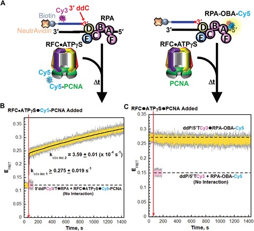 RPA1 OBA interactions with template ssDNA downstream of P/T junctions are maintained during binding and activation of loading complexes. (A) Schematic representations of the FRET pairs and experiments to monitor interactions of; (left) loading complexes with P/T junctions engaged by RPA and; (right) RPA1 OBA with P/T junctions during binding and activation of loading complexes (B, C). FRET data. Each EFRET trace is the mean of at least three independent traces with the S.E.M. shown in grey. The time at which the respective loading complexes are added is indicated by a red arrow. (B) FRET data for interactions of loading complexes with P/T junctions engaged by RPA. The EFRET trace observed after addition of the loading complexes is fit to a double exponential rise and the observed rate constants are reported in the graph. The predicted EFRET trace (pink) for no interaction between 5′ddPCy3/T•RPA complexes and loading complexes is offset to the time after the loading complexes are added and fit to a flat line. (C) FRET data for interactions of RPA1 OBA with P/T junctions during binding and activation of loading complexes. The EFRET trace observed prior to the addition of loading complexes is fit to a flat line that is extrapolated to the axis limits. The predicted EFRET trace (pink) for no interaction between RPA-OBA-Cy5 and ddP/5′TCy3 DNA is offset to the time after loading complexes are added and fit to a flat line.