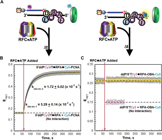 RPA1 OBA interactions with template ssDNA downstream of P/T junctions are maintained as RFC•ADP complexes engages and release from RPA. (A) Schematic representation of the FRET pairs and experiments to monitor interactions of; (left) loaded PCNA and RFC•ADP with P/T junctions engaged by RPA and; (right) RPA1 OBA interactions with P/T junctions engaged by loaded PCNA and RFC•ADP. (B, C) FRET data. Each EFRET trace is the mean of at least three independent traces with the S.E.M. shown in grey. The time at which RFC•ATP complexes are added is indicated by a red arrow. (B) FRET data for interactions loaded PCNA and RFC•ADP with P/T junctions engaged by RPA. The EFRET trace observed prior to the addition of RFC•ATP complexes represents the complete absence of interactions between the 5′ddPCy3/T•RPA complexes and Cy5-PCNA and is fit to a flat line that is extrapolated to the axis limits. The EFRET trace observed after the addition of RFC•ATP complexes is fit to a double exponential rise and the observed rate constants are reported in the graph and Supplementary Table S1. (C) FRET data for interactions of RPA1 OBA with P/T junctions engaged by loaded PCNA and RFC•ADP. The EFRET trace observed prior to the addition of the RFC•ATP complexes is fit to a flat line that is extrapolated to the axis limits. The predicted EFRET trace (pink) for no interaction between RPA-OBA-Cy5 and ddP/5′TCy3 DNA is offset to the time after RFC•ATP complexes are added and fit to a flat line.