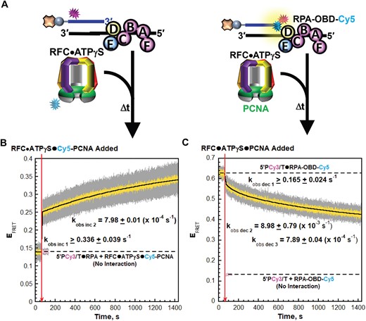 RPA2 OBD releases from P/T junctions during binding and activation of loading complexes. (A) Schematic representations of the FRET pairs and experiments to monitor interactions of; (left) loading complexes with P/T junctions engaged by RPA and; (right) RPA2 OBD with P/T junctions during binding and activation of loading complexes. (B, C) FRET data. Each EFRET trace is the mean of at least three independent traces with the S.E.M. shown in grey. The time at which the respective loading complexes are added is indicated by a red arrow. (B) FRET data for interactions of loading complexes with P/T junctions engaged by RPA. The EFRET trace observed after addition of the respective loading complexes is fit to a double exponential rise and the observed rate constants are reported in the graph. The predicted EFRET trace (pink) for no interaction between 5P′Cy3/T•RPA complexes and the loading complexes is offset to the time after the loading complexes are added and fit to a flat line. (C) FRET data for interactions of RPA2 OBD with P/T junctions during binding and activation of loading complexes. The EFRET trace observed prior to addition of the respective loading complexes is fit to a flat line that is extrapolated to the axis limits. The predicted EFRET trace (pink) for no interaction between RPA-OBD-Cy5 and the P/5′TCy3 DNA is offset to the time after loading complexes are added and fit to a flat line.