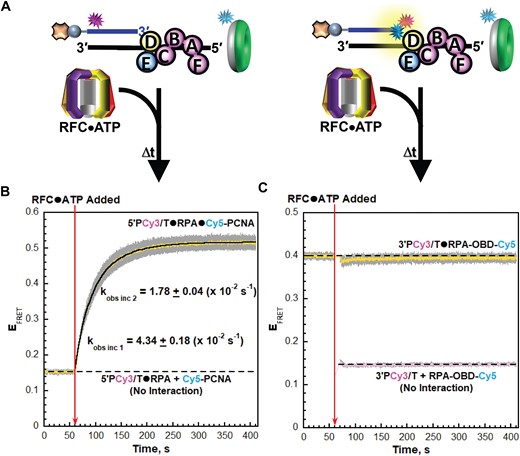 RPA2 OBD interactions with P/T junctions are re-established prior to and much faster than release of RFC•ADP complexes. (A) Schematic representation of the FRET pairs and experiments to monitor interactions of; (left) loaded PCNA and RFC•ADP complexes with P/T junctions engaged by RPA and; (right) RPA2 OBD interactions with P/T junctions engaged by loaded PCNA and RFC•ADP complexes. (B, C) FRET data. Each EFRET trace is the mean of at least three independent traces with the S.E.M. shown in grey. The time at which the RFC•ATP complexes are added is indicated by a red arrow. (B) FRET data for interactions of loaded PCNA and RFC•ADP complexes with P/T junctions engaged by RPA. The EFRET trace observed prior to the addition of RFC•ATP complexes represents the complete absence of interactions between 5′PCy3/T•RPA complexes and Cy5-PCNA and is fit to flat line that is extrapolated to the axis limits. The EFRET trace observed after the addition of RFC•ATP complexes is fit to a double exponential rise and the observed rate constants are reported in the graph and Supplementary Table S1. (C) FRET data for interactions of RPA2 OBD with P/T junctions engaged by loaded PCNA and RFC•ADP complexes. The EFRET trace observed prior to the addition of RFC•ATP complexes is fit to a flat line that is extrapolated to the axis limits. The predicted EFRET trace (pink) for no interaction between RPA-OBD-Cy5 and the 3′PCy3/T DNA is offset to the time after RFC•ATP complexes are added and fit to a flat line.