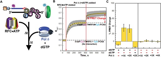 Adoption of the initiation states of pol δ holoenzymes tethers the engaged PCNA closer to the 5′ end of primer strands. (A) Schematic representation of the FRET pair and experiment to monitor interactions of loaded PCNA with P/T junctions during formation of pol δ holoenzymes and initiation of DNA synthesis (B) FRET data for experiments performed with dGTP. Each EFRET trace is the mean of at least three independent traces with the S.E.M. shown in grey. The times at which the RFC•ATP complexes and Pol δ (+ dGTP) are added are indicated by red arrows. The EFRET trace observed prior to the addition of RFC•ATP complexes is fit to a dashed flat line that is extrapolated to the axis limits to depict the average EFRET value for no interaction between Cy5-PCNA and the 5′ddPCy3/T•RPA complexes. The EFRET trace observed after the addition of RFC•ATP complexes is fit to a dashed double exponential rise that is extrapolated to the axis limits to depict the average EFRET value for complete loading of Cy5-PCNA onto the 5′ddPCy3/T•RPA•Cy5-PCNA complexes. The EFRET traces observed after the addition of Pol δ (+ dGTP) is fit to a double exponential rise and the % FRET is depicted in red. (C) Characterization of the observed % FRET change. FRET experiments were repeated in the presence/absence of a dNTP (either dGTP or dCTP) and with varying concentrations of Pol δ (0–100 nM heterotetramer) and the % FRET change observed upon the ultimate addition was measured. Each column is the mean of at least three independent replicates with the S.E.M. shown in black.