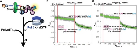 RPA remains engaged with P/T junctions throughout formation of the resident pol δ holoenzymes and initiation of DNA synthesis. (A) Schematic representation of the FRET pair and experiment to monitor interactions of RPA-OBA with P/T junctions during formation of pol δ holoenzymes and initiation of DNA synthesis. (B, C) FRET data. Each EFRET trace is the mean of at least three independent traces with the S.E.M. shown in grey. The times at which the Pol δ (±dGTP) and poly(dT)70 are added are indicated by red arrows. The EFRET trace observed prior to the addition of the Pol δ (±dGTP) is fit to a dashed flat line that is extrapolated to the axis limits to depict the average EFRET value for the interaction between RPA-OBA-Cy5 and ddP/5′TCy3. The predicted EFRET trace (pink) for no interaction between RPA-OBA-Cy5 and the ddP/5′TCy3 DNA is fit to a flat line that is extrapolated to the axis limits. The EFRET trace observed after the addition of the poly(dT)70 is fit to a double exponential decline. Shown in panels B and C are the results for experiments carried out in the absence and presence of dGTP, respectively.