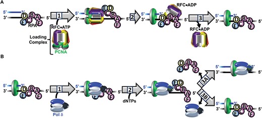 Stepwise assembly of the human Pol δ holoenzyme and initiation of DNA synthesis. (A) PCNA loading. 1) Binding and activation of a loading complex at a P/T junction. 2) Hydrolysis of ATP by RFC (within activated loading complex). 3) Release of RFC•ADP into solution. (B) Initiation of DNA synthesis. 1) Formation of a pol δ holoenzyme. 2) Initiation of DNA synthesis. 3A) Processive dNTP incorporation. 3B) Dissociation of pol δ following initial dNTP incorporation.