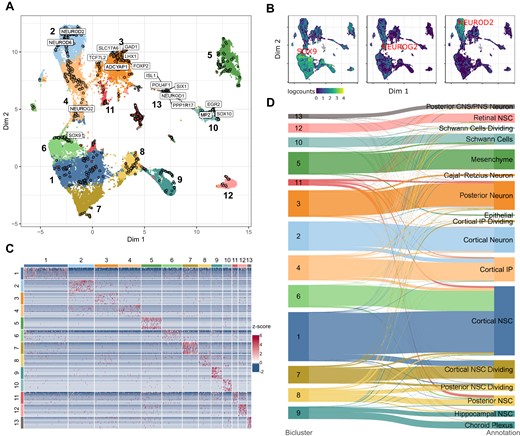 CAbiNet correctly clusters developmental trajectories in cerebral organoids. (A) biMAP of the brain organoid data set colored by CAbiNet biclusters. Marker genes discussed in the main text for specific brain regions and neuronal cell types are marked. An interactive version of the biMAP is available for download in the Supplementary Data. (B) The feature plots highlight the placement of marker genes along the developmental trajectory from neural stem cell (SOX9) to IPs (NEUROG2) to fully differentiated neurons (NEUROD2). (C) Heatmap showing the top 10 genes with the highest Sα-score per cluster. (D) The Sankey plot illustrates how the cell clusters relate to the expert annotations. The cell types are colored by the cluster that contains the largest number of cells from the cell type.