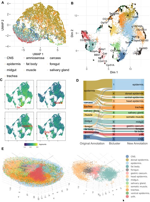 CAbiNet constructs clusters consistent with spatial dimensions in D. melanogaster Stereo-seq data. (A) UMAP embedding of expert annotated cell types. (B) biMAP embedding of cell–gene biclusters. The genes and cells from the same biclusters are colored identically. Genes are filled circles with a black outline and the cells are the smaller dots. Selected marker genes are labeled in the biMAP. (C) The feature-biMAPs show the expression levels of known marker genes (fax (CNS), TwldC (foregut), CG6347 (head epidermis) and Pebp1 (gastric caecum)) in the cells. The cells are colored by the log2-expression levels of the highlighted genes. (D) The Sankey plot shows the consistency among the expert annotation, the biclustering results from CAbiNet and the revised CAbiNet-based annotations. (E) Spatial distribution of the cells. The left panel is the 3D visualization of the embryo with cells colored by the biclustering. The right panel shows four cell types out of the left panel. From head to tail they are head epidermis, foregut, gastric caecum and midgut. Interactive versions of panel b and e can be found in the Supplementary Material.
