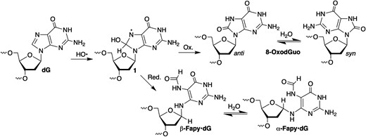 Competitive formation of Fapy•dG and 8-OxodGuo.