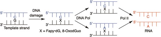 DNA and RNA polymerase bypass of Fapy•dG and 8-OxodGuo.
