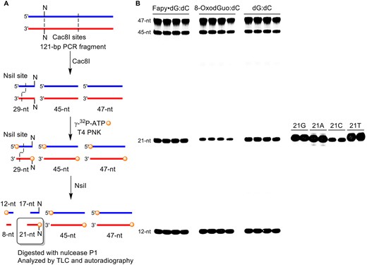 Cleavage of 121-bp RT-PCR product for REAP assay. (A) Four radiolabeled fragments are formed during the digestion by Cac8I and NsiI: 12-nt, 21-nt (target), 45-nt and 47 nt. (B) Representative gel showing the efficient restriction digestion of 121-bp fragment.