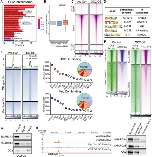 OC2 interacts with CRCs and alters chromatin accessibility. (A) Gene Ontology analysis of the OC2 interactome proteins identified by IP-MS experiments (N = 2) showed enrichment of chromatin remodeling complexes. (B) HiC-seq was integrated with histone H3K27Ac CUT&RUN-seq to identify specific enhancers in LNCaP Vec Con and OC2 OE cells (N = 2). RNA-seq was then integrated to access the specific enhancer looped those upregulated gene promoter regions, suggesting the newly formed looping structures contributed to OC2-directed gene expression changes. (C) Normalized tag densities for ATAC-seq in LNCaP Vec Con and OC2 OE cells showed OC2 induced chromatin remodeling (N = 2). (D) Motif enrichment analysis for hyper-accessible regions in OC2 OE from ATAC-seq data. (E) Normalized tag densities for the OC2 cistrome in LNCaP Vec Con and OC2 OE cells through CUT&RUN-seq (Left). GIGGLE analysis for TF binding similarity in the OC2-specific cistrome in both conditions (Right) (N = 2). (F) Normalized tag densities for integrated analysis of ATAC-seq and OC2 CUT&RUN-seq. 75% of the OC2-bound regions consisted of closed chromatin. (G) IP-WB showed OC2 interacts with SMARCA4 and SMARCA5. (H) ATAC-seq suggested OC2 binds to the chromatin and induced chromatin opening in the SRRM4 promoter region (left). DNA affinity precipitation assay (DAPA) showed binding of SMARCA4 and SMARCA5 to the SRRM4 promoter region under OC2-enforced conditions (right) (Refer to methods).