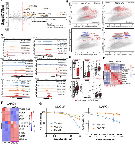 OC2 activates multiple AR-independent lineage-defining factors. (A) Integrated analysis for identifying OC2-driven candidate TFs based on RNA-seq, ATAC-seq and fold enrichment of downstream targets (refer to methods). Selected candidate genes were labeled in orange. Full candidates list is in Supplementary Table S3 (Cut-off: Fold enrichment score ≥1.5; Combined P < 0.05). (B) Log2 (CPM + 0.1) signal intensity of H3K4me3 and H3K27me3 within ±2 kb of the transcription start site (TSS) where OC2 binds. Each dot represents a unique transcript start site. The cutoff for H3K4me3 separation to indicate active and repression is based on two normal distributions of the signal. Selected genes are highlighted in the bottom row (Red in upregulated genes and Blue in downregulated genes). (C) H3K27me3, H3K4me3 and ATAC-seq signals in LNCaP Vec Con and OC2 OE cells for AR bypass genes AR and GR (NR3C1), NEPC genes (POU3F2 and SYP), Stem genes (SOX2 and CD44). (D) The expression levels of matched selected genes in the SU2C CRPC cohort based on stratification of OC2 activity. (E) Correlation of OC2 activity with candidate TF expression in the SU2C cohort. (F) OC2-driven TFs were also activated in LAPC4 Vec Con and OC2 OE cells (N = 3). (G) OC2 overexpression promotes enzalutamide resistance in LNCaP and LAPC4 cells. LogIC50: LNCaP (1.59 (Vec) versus 2.75 (OC2 OE) versus 4.46 (Enza-R)); LAPC4 (1.95 (Vec) versus 5.49 (OC2 OE))