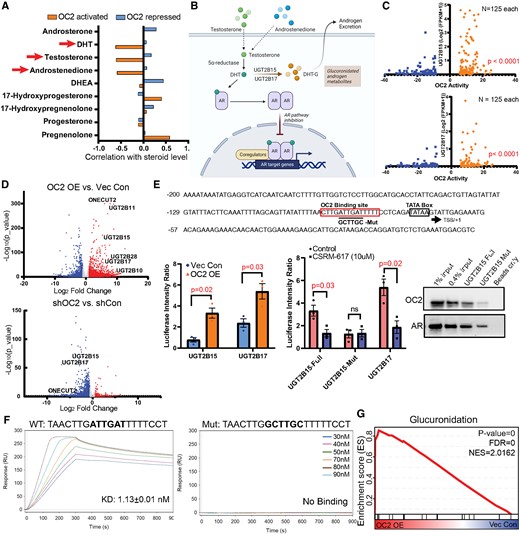 OC2 is a direct suppressor of active androgen. (A) The same mCRPC patient specimens showing OC2 activity inversely correlated with DHT, testosterone and androstenedione levels. (B) A graphic summary of UGT2B15 and UGT2B17 regulation of androgen glucuronidation to suppress the AR axis. (C) UGT2B15 and UGT2B17 are highly expressed in patients with high OC2 activity. (D) RNA-seq data showing OC2 overexpression induced UGT2B15/17 upregulation while knockdown of OC2 suppressed expression of both genes. (E) Loss of OC2 binding to the UGT2B15 promoter region when the predicted binding site is mutated. Luciferase reporter system showing OC2 upregulates UGT2B15 and UGT2B17. The luciferase signal with the OC2 binding site mutation was not affected by the OC2 inhibitor. (F) In a cell-free system using surface plasmon resonance, the OC2 DNA binding region exhibited high affinity to the wild-type UGT2B15 promoter while the mutated DNA sequence (90 nM) exhibited no binding signal. (G) Glucuronidation is highly activated in the OC2 OE condition.
