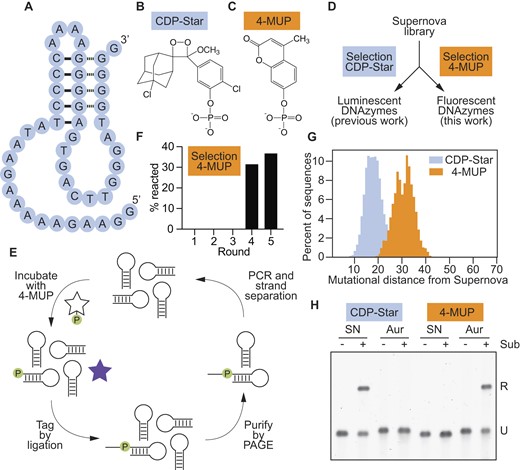 Identification of deoxyribozymes that generate fluorescence. (A) Secondary structure of Supernova, a chemiluminescent deoxyribozyme previously isolated in our group. (B) Chemical structure of CDP-Star, the substrate used by Supernova. (C) Chemical structure of 4-MUP, the substrate used in this study. (D) Workflow of a previous selection (in which deoxyribozymes that react with the original CDP-Star substrate were isolated from a library of variants of Supernova) and the selection performed here (in which deoxyribozymes that react with the substrate 4-MUP were isolated from the same library). (E) Artificial evolution protocol to identify deoxyribozymes that phosphorylate themselves in the presence of 4-MUP. (F) Progress of the selection for deoxyribozymes that can react with 4-MUP. (G) Distribution of mutational distances of sequences in a library of Supernova variants relative to Supernova itself after selection for the ability to react with CDP-Star (blue) or 4-MUP (orange). (H) The substrate specificities of Supernova and Aurora are orthogonal. Supernova (labeled ‘SN’) and Aurora 1 (labeled ‘Aur’) were each incubated separately with CDP-Star (left) or 4-MUP (right). Time points were analyzed using the ligation assay. See Supplementary Table S1 for the sequence of Aurora 1.