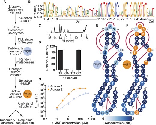 Sequence requirements and secondary structure of the fluorescent deoxyribozyme Aurora. (A) Evolutionary lineage of Aurora 1 (the minimized catalytic core of the initial isolate of Aurora) and Aurora 2 (an optimized variant isolated from a randomly mutagenized library based on Aurora 1 full-length). (B) Sequence logo generated from analysis of variants of Aurora using high-throughput sequencing. (C) Proton NMR spectrum of the 17C 40G variant of Aurora (Supplementary Table S1) showing chemical shifts consistent with base pairs. (D) Double-mutant cycle showing that positions 17 and 40 interact in a way that is consistent with base pairing. (E) Secondary structure model of Aurora 1. Base pairs are shown using solid black lines, interactions supported by mutual information analysis are shown in maroon, and the degree of conservation at each position is indicated by blue shading. (F) Secondary structure model of Aurora 2. Positions that differ from Aurora 1 are shown in orange. (G) Catalytic activity of Aurora 1 and 2 over a range of 4-MUP concentrations as measured using a ligation assay.