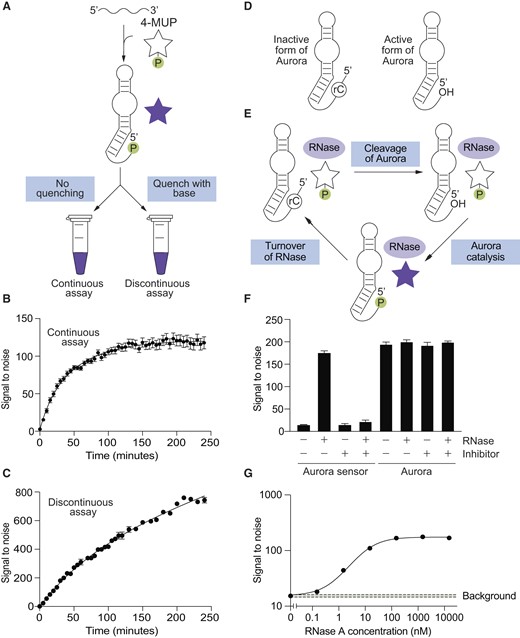 Aurora generates a robust fluorescent signal. (A) Workflow of continuous and discontinuous assays using Aurora. (B) Example of a continuous assay in which the reaction is continually monitored in a plate reader. (C) Example of a discontinuous assay in which time points are quenched with base before measuring fluorescence. (D) Design of a ribonuclease sensor based on Aurora that is activated by RNA cleavage. (E) Amplification of the single-turnover signal generated by Aurora in the presence of a ribonuclease that promotes a multiple turnover reaction. (F) An Aurora sensor with the architecture shown in panel D is activated by RNase A, but not when a ribonuclease inhibitor is present. In contrast, the catalytic activity of Aurora itself is not affected by either RNase A or this ribonuclease inhibitor. (G) The Aurora sensor detects ribonuclease A with a limit of detection of 100 pM. Reactions were incubated for 4 h in the presence of the indicated concentration of RNase A, and after quenching with base, fluorescence was measured using a plate reader. The green box indicates the average plus or minus three standard deviations of the background signal to noise ratio measured in the absence of RNase A. See Supplementary Figure S23 for more information about the detection limit of the sensor. Experiments shown in panels B and C were performed using Aurora 2, which those in panels F and G were performed using the sensor shown in Supplementary Figure S22.
