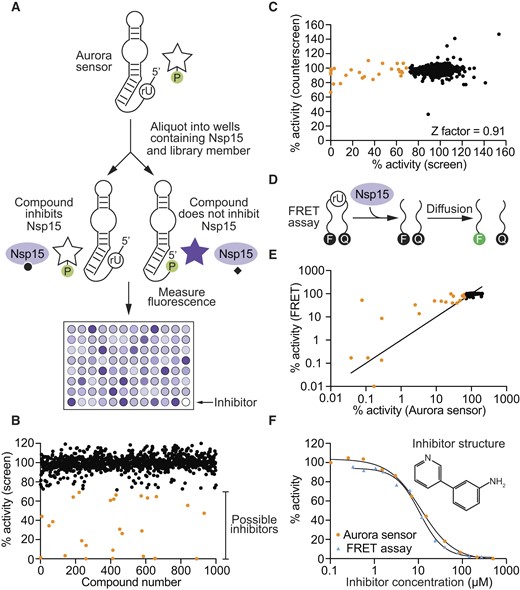 Identification of small-molecule inhibitors of the SARS-CoV-2 ribonuclease Nsp15 using a fluorescent Aurora sensor. (A) Workflow of high-throughput screen to identify Nsp15 inhibitors. (B) Effect of each compound in the 1000-member library on the fluorescence of the Aurora sensor. Potential inhibitors are shown in orange. (C) Identification of inhibitors and false positives. The x-axis of the graph shows the fluorescent signal generated by the Aurora sensor in the presence of Nsp15 and different compounds in the library, while the y-axis shows the fluorescent signal generated by Aurora itself in the presence of Nsp15 and the same compounds. Points with high fluorescence values on both the x-axis and the y-axis (shown in black) correspond to wells containing compounds that inhibit neither Nsp15 nor Aurora. Points with low fluorescence values on the x-axis and a high fluorescence value on the y-axis (shown in orange) correspond to wells containing compounds that inhibit Nsp15 but not Aurora. (D) Workflow of a FRET assay for ribonuclease activity. (E) Comparison of the results of a high-throughput screen for Nsp15 inhibitors using the Aurora sensor (x-axis) with a screen of the same library using a FRET assay (y-axis). (F) Example of an Nsp15 inhibitor identified in the screen. This compound inhibits Nsp15 with an IC50 value of 12 μM when measured using the Aurora sensor and 11 μM when measured using the FRET assay.