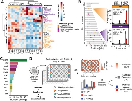 Overview of the reporter system and screen data. (A) Heatmap of the chromatin landscape at the integration sites of the integrated pathway reporters (IPRs) in K562 clone #5 used in this study. Z-scores of 25 chromatin features are indicated for all 19 IPRs. Chromatin features are colored by their type, and IPRs are clustered into chromatin groups based on the chromatin features. IPRs in bold are the two example IPRs depicted in B. Adapted from (15). (B) Left panel: genomic locations of the IPRs, colored by their associated chromatin group. Right panel: indel frequency distributions (in the absence of drug treatment) of two representative IPRs, one in euchromatin (IPR5), and one in heterochromatin (IPR7). (C) Number of drugs per target group in the screen. HDAC = histone deacetylase, JAK = Janus kinase, AurK = aurora kinase, PARP = poly (ADP-ribose) polymerase, ERD = epigenetic reader domain, HMT = histone methyltransferase, PIM = proviral integration site for moloney murine leukemia virus kinase, HDM = histone demethylase, DNMT = DNA methyltransferase, HAT = histone acetyltransferase and HIF = hypoxia inducible factor. (D) Schematic overview of the experimental layout and the readouts of the drug screen.