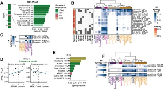 Chromatin context-dependency analysis reveals drugs increasing TIF in specific contexts. (A) Highest positive synergies with H3K27me3, highlighting the top ten drugs with significant interactions. (B) Heatmap of all the significant synergies of HDAC inhibitors with the 25 chromatin features. Row annotation includes relative viable cell count and the HDAC targets for each drug as reported by the manufacturer (SelleckChem). Pan HDAC are general HDAC inhibitors without specific targets, additional HDAC annotations indicate the main targets. Chromatin marks are color-coded as in Figure 3D. (C) Overview of TIF synergy scores of PCI-24781 (100 nM) and tubastatin A (10 μM) in K562 and RPE-1 cells. Only chromatin marks for which data for both cell types were available are shown. (D) Example of the synergy between tubastatin A-induced changes in TIF and a chromatin feature in RPE-1 cells. Shown is the correlation between Δlog2(TIF) and the LMNB1 z-score (left) or H3K27me3 score (right). (E) Same as in A but for m5C, showing all significant positive synergies. (F) All significant synergy scores for the two DNMT inhibitors at 100 nM, 1 μM or 10 μM. Positive slopes of TIF decreases that are typically removed (Figure 3A) are shown here.