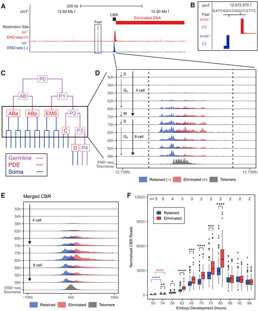 Ascaris DSBs for PDE are generated before mitosis. (A) END-seq identifies DSBs in Ascaris embryos. A genome browser view of END-seq reads from 70-h (four- to six-cell) embryos. Shown is a 500-kb region containing an FseI restriction site and a CBR. Reads were split by strand and colored red (+) and blue (−). (B) Inset of the FseI site boxed in panel (A). FseI generates a 4-nt 3′-overhang that is blunted during END-seq, as indicated by the high number of END-seq reads matching the blunted ends, leaving a 4-nt gap in END-seq signal between the two strands. (C) Ascaris cell lineage during early development. Germ cells are purple, cells that undergo PDE are red and somatic cells are blue. (D) Timing of DSBs detected by END-seq. Ridgeline plot of normalized END-seq reads across 11 developmental stages (y-axis) at the same CBR as in panel (A) and its flanking regions (x-axis; total 14 kb with 100-bp bins and 10-bp sliding window). Dashed lines mark the boundary of END-seq signal enrichment (defined with MACS3). Reads are colored by strand (red and blue), and telomeric reads are gray. Estimates of cell number and phase of the cell cycle from the population of embryos are indicated on the left. (E) Average END-seq profile across all CBRs. The 72 CBRs were aligned by the median telomere addition site at each CBR and the END-seq coverage was merged to create an average profile. Legend same as in panel (D). (F) A bias of resection in the retained versus eliminated DSB ends. The average END-seq read counts at each CBR were plotted for each developmental stage. The number of END-seq libraries (biological replicates) for each stage is indicated at the top of the graph. Many time points (from 54 to 80 h) have more END-seq reads in the eliminated sides than the retained ends. All time points have significantly more END-seq reads than 50 h (significance only shown between 50 and 54 h). Wilcoxon statistic tests were used with *P < 0.05, **P < 0.01, ***P < 0.001 and ****P < 1e−4.