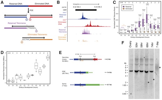 Telomere addition in Ascaris favors the retained ends of DSBs. (A) A schematic showing the sequence ends with and without de novo telomeres captured by END-seq. Blunt and resected DSB ends were trimmed and captured with END-seq (circle with X, blue/red for ends without telomeres and purple/orange for ends with new telomeres, not drawn to scale). The horizontal black arrows indicate END-seq reads pointing from 5′ to 3′. For ends without telomeres, the 5′-ends of the reads (first nucleotide captured, asterisk) were used for data analysis. New telomeric sequences (TTAGGC/GCCTAA)n with their length shorter than the length of sequencing read (150 bp) are indicated. The unique (nontelomeric) region of the reads was mapped to the genome, with the first nontelomeric base (5′) designated as the telomere addition site (asterisk). (B) Majority of the telomere addition occurs at the retained ends. A genome browser view of the two types of END-seq reads [split by strand into four tracks; see panel (A)] captured by END-seq at a CBR. (C) Biased telomere addition is consistent across all CBRs and developmental stages. Average END-seq telomere signal in each CBR across development. At each time point, there are significantly more telomere reads from the retained side of the DSB. All time points also have significantly more retained and eliminated reads than 50 h (significance only shown between 50 and 54 h). Wilcoxon test: *P < 0.05 and ****P < 1e−4. (D) The number of telomere-only END-seq reads plotted across development. For panels (C) and (D), the number of biological replicates is indicated at the top of the graphs. (E) A schematic of the Southern blotting. On the left is a CBR from chromosome 6 (CBR_m6b), with the restriction sites and region for the probe. Blue = retained DNA; gray = CBR; red = eliminated DNA; green = new telomere; vertical lines = PstI sites; and orange horizontal bar = 700-bp probe region. On the right is the predicted size of the DNA in the sampled tissues or developmental stages. (F) Southern blot showing the intact germline DNA (4.3 kb) and the various sizes of DNA in different embryonic stages. The * symbol indicates the average size of somatic DNA hybridized to the probe as calculated with WALTER (see the ‘Materials and methods’ section). Note the gradual increase of the somatic DNA size with development.