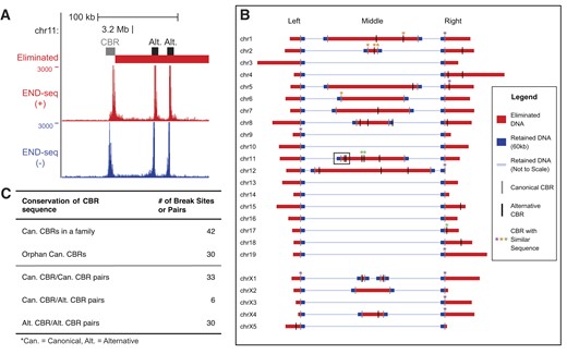 Alternative CBRs in Ascaris suggest a fail-safe mechanism for PDE. (A) END-seq reveals alternative CBRs in the eliminated regions. A genome browser view of a canonical CBR and two alternative CBRs within the eliminated DNA. (B) Distribution of canonical CBRs and alternative CBRs in the Ascaris genome. A schematic showing the position of all Ascaris CBRs. The region shown in panel (A) is indicated with a black box. To emphasize the eliminated DNA, most sequences of a chromosome are represented by a thin, pale blue line not plotted to scale. Eliminated DNA (red) and 60-kb flanking retained DNA (blue) are plotted as thick lines and drawn to scale. Asterisks mark clusters of CBRs (three or more CBRs) that have >50% nucleotide sequence identity. (C) A summary table of nucleotide sequence identity among CBRs.