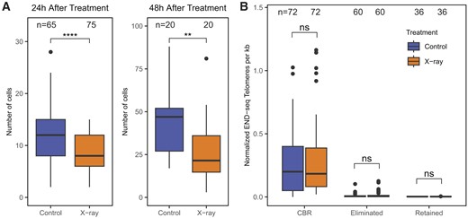 Telomere addition is specific to PDE-induced DSBs. (A) X-ray-treated embryos (four-cell, 65 h) show delays in their development. Number of cells in each embryo compared between irradiated (100 Gy X-ray) and control cells. Embryos were allowed to recover for 24 or 48 h before cells were counted. Note that the y-axis is scaled differently between the 24- and 48-h panels. (B) Telomere addition was not detected in non-CBR genomic regions in X-ray-treated embryos (four- to six-cell, 70 h). Number of END-seq telomeres/kb found in each genome region from control and irradiated cells. T-test: **P < 0.01 and ****P < 1e−4.