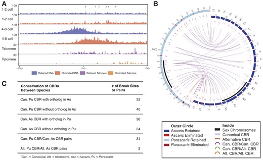 End resection and telomere addition in Parascaris. (A) End resection profiles and telomere addition are similar in Ascaris and Parascaris. The average END-seq profile (100-bp bins, 10-bp sliding window, 20 kb). All 72 Parascaris CBRs were aligned by the median somatic telomere addition site. Asterisks mark background END-seq signal from repetitive sequences. (B) Conservation of CBRs between Ascaris and Parascaris. A circos plot showing sequence similarity between Ascaris and Parascaris break sites. The outer circle is colored by eliminated (red) and retained (blue) DNA. Inside, for the next two tracks, purple lines indicate canonical CBRs and orange lines indicate alternative sites. Links connect CBRs with >50% sequence identity (defined by tBLASTx), with purple links connecting canonical CBRs, orange links connecting alternative sites and green links connecting canonical CBRs and alternative CBRs. (C) A summary table of sequence identity among CBRs with tBLASTx.